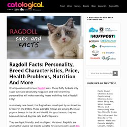 Ragdoll Cat Facts, Figures, and Vital Information For Owners