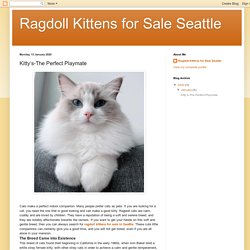 Ragdoll Kittens for Sale Seattle: Kitty’s-The Perfect Playmate