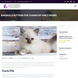 Ragdolls Kittens-the Charm of One’s Desire - Lilac