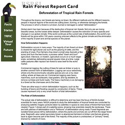 Rain Forest Report Card