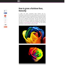 How to grow a Rainbow Rose, Naturally - StumbleUpon