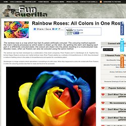 Rainbow Roses: All Colors in One Rose