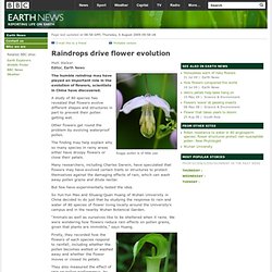 BBC - Earth News - Raindrops drive flower evolution