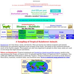 Rainforest animals: Zoom Rainforests