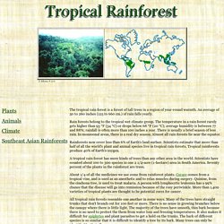 What is the average temperature in a tropical rainforest?