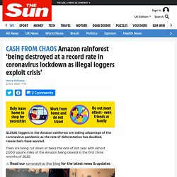 Amazon rainforest ‘being destroyed at a record rate in coronavirus lockdown as illegal loggers exploit crisis’