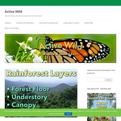 Rainforest Layers: Discover The Layers Of A Rainforest - Facts & Pictures