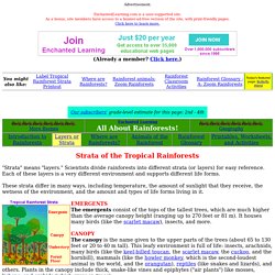 Rainforest Strata- EnchantedLearning.com