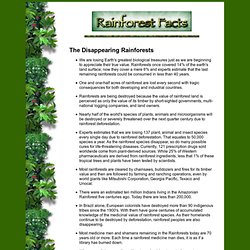 Rainforest Facts