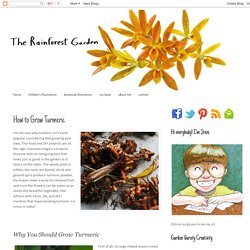 The Rainforest Garden: How to Grow Turmeric