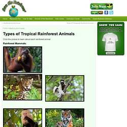 Types of Tropical Rainforest Animals