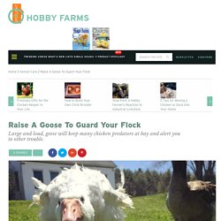 Raise A Goose To Guard Your Flock - Hobby Farms
