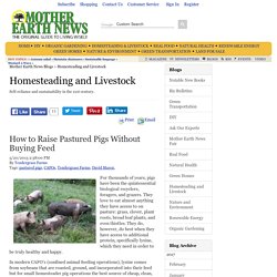 How to Raise Pastured Pigs Without Buying Feed