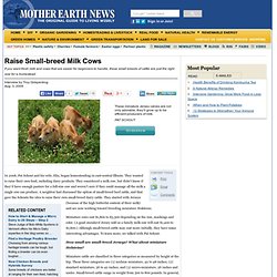 Raise Small-breed Milk Cows