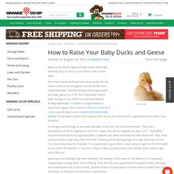 How to Raise Your Baby Ducks and Geese - Grange Co-op