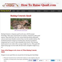 Raising, Housing and Care of Coturnix Quail