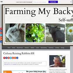 Colony Raising Rabbits 101 - Farming My Backyard
