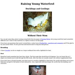 Raising Young Waterfowl