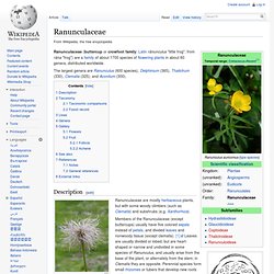 Ranunculaceae