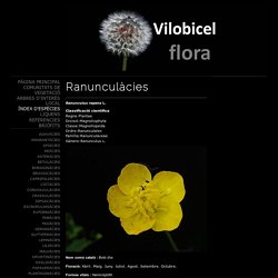Ranunculàcies - Página web de floravilobicel