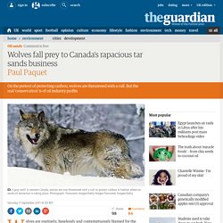 Wolves fall prey to Canada's rapacious tar sands business