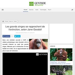 Les grands singes se rapprochent de l'extinction, selon Jane Goodall