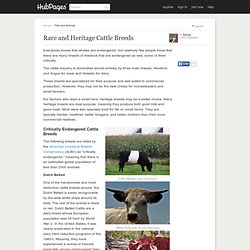 Rare and Heritage Cattle Breeds