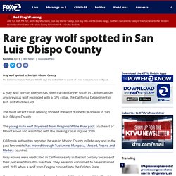 Rare gray wolf spotted in San Luis Obispo County