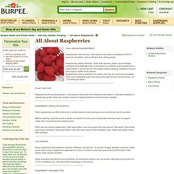 How to Grow Raspberries - Gardening Tips and Advice, Fruit Plants at Burpee