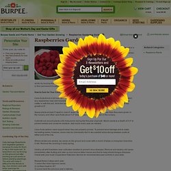 Raspberries Gardening Guide - Gardening Tips and Advice, Fruit Plants at Burpee