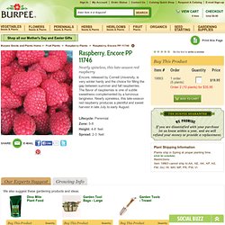 Raspberry, Encore PP 11746 - Raspberry Plants at Burpee