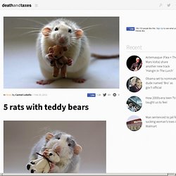 5 rats with teddy bears