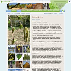Rauduskoivu, Betula pendula - Puut ja pensaat - LuontoPortti