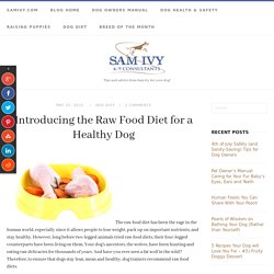 Introducing the Raw Food Diet for a Healthy Dog