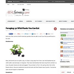 Foraging: 52 Wild Plants You Can Eat