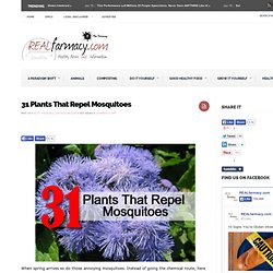 31 Plants That Repel Mosquitoes