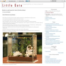 Réaliser un petit aquarium naturel (Guide pratique) - Le blog de little-gaia.over-blog.com