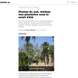 Plantes du sud, réalisez leur plantation sous le soleil d'été