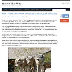 Wolf - the reappearance of wolves in the wildlife of France