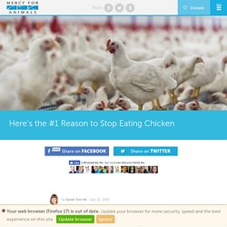 Here’s the #1 Reason to Stop Eating Chicken - Mercy For Animals