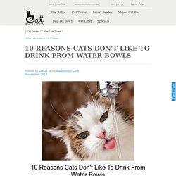 10 Reasons Cats Don't Like To Drink From Water Bowls