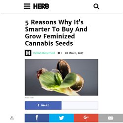 5 Reasons Why It's Smarter To Buy And Grow Feminized Cannabis Seeds
