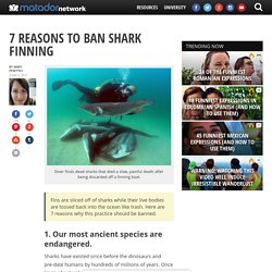 7 reasons to band shark finning