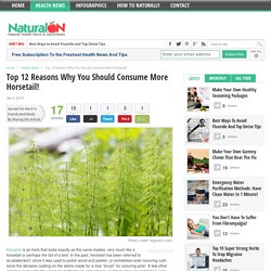 Top 12 Reasons Why You Should Consume More Horsetail! - NaturalON