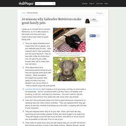 10 reasons why Labrador Retrievers make great family pets