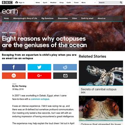 Earth - Eight reasons why octopuses are the geniuses of the ocean
