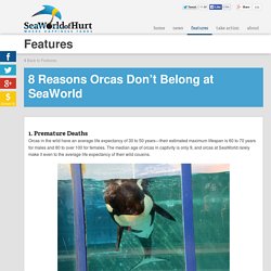 8 Reasons Orcas Don't Belong at SeaWorld