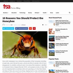 10 Reasons You Should Protect the Honeybee By TSA News Blog