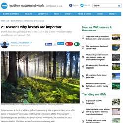 21 reasons why forests are important