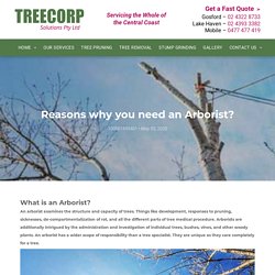 Reasons why you need an Arborist?